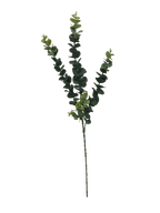 5 Pack - Long Eucalyptus Stem 77 cm