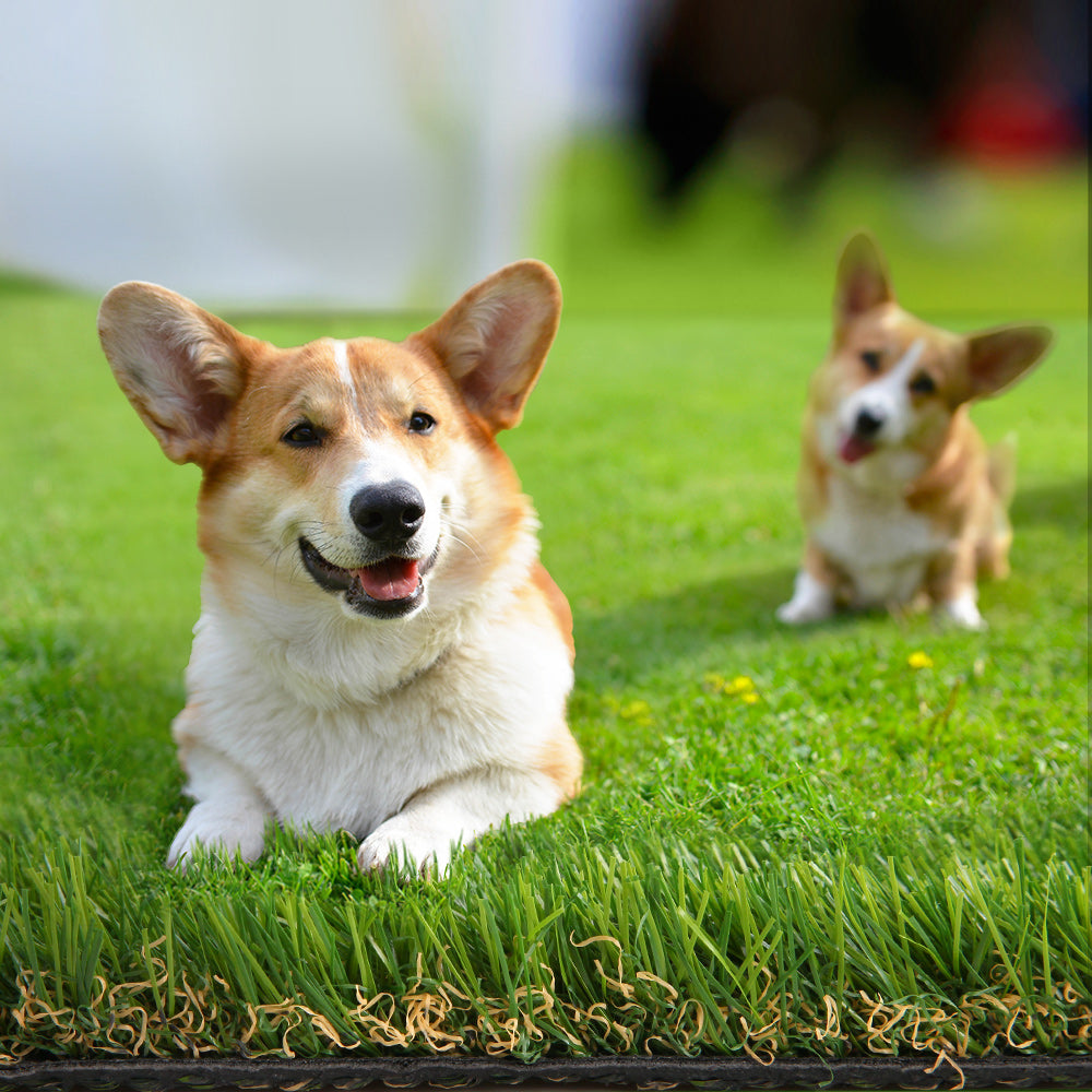 Two corgis on a grassy field with one in the foreground and another in the background.