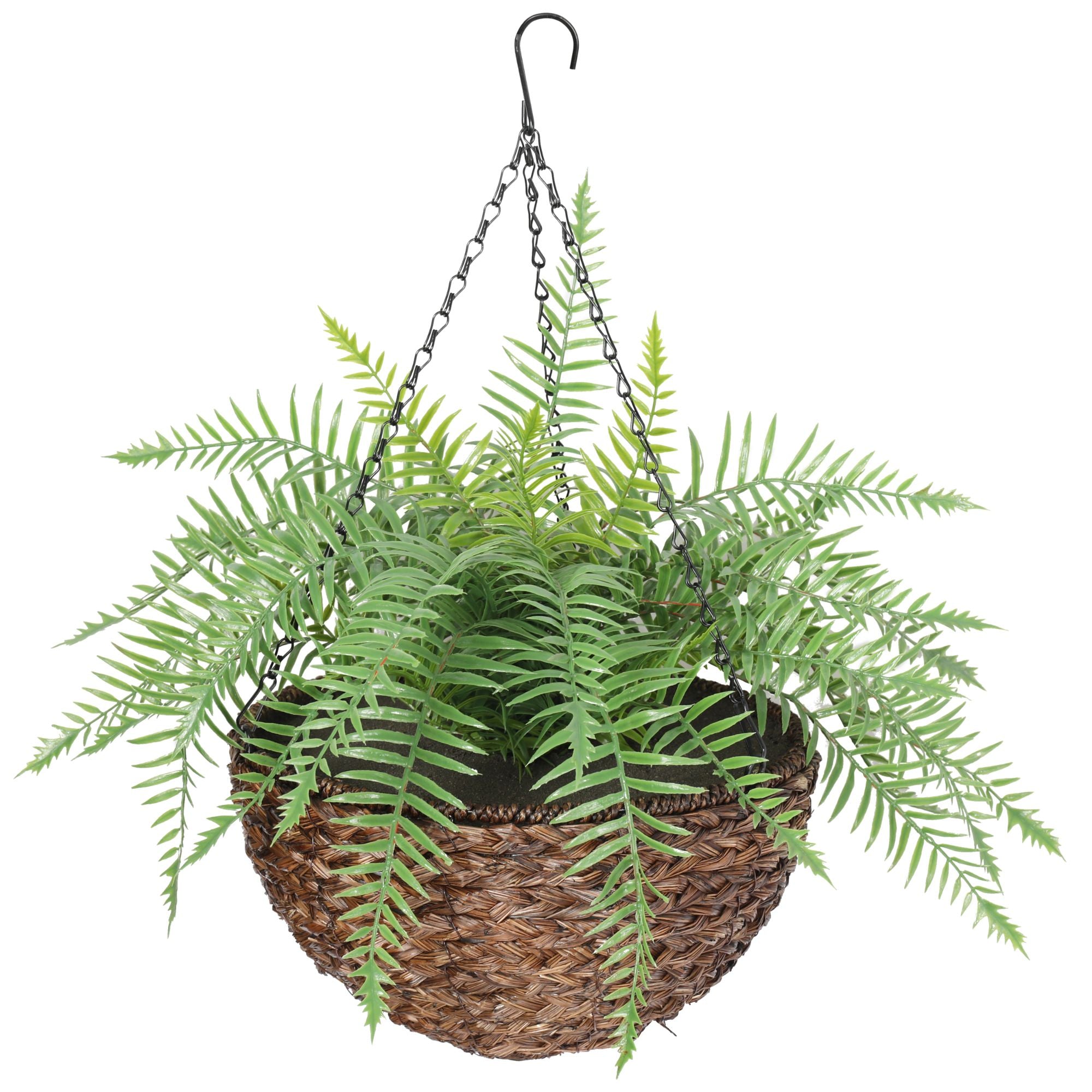 Hanging fern plant in a woven basket on a white background