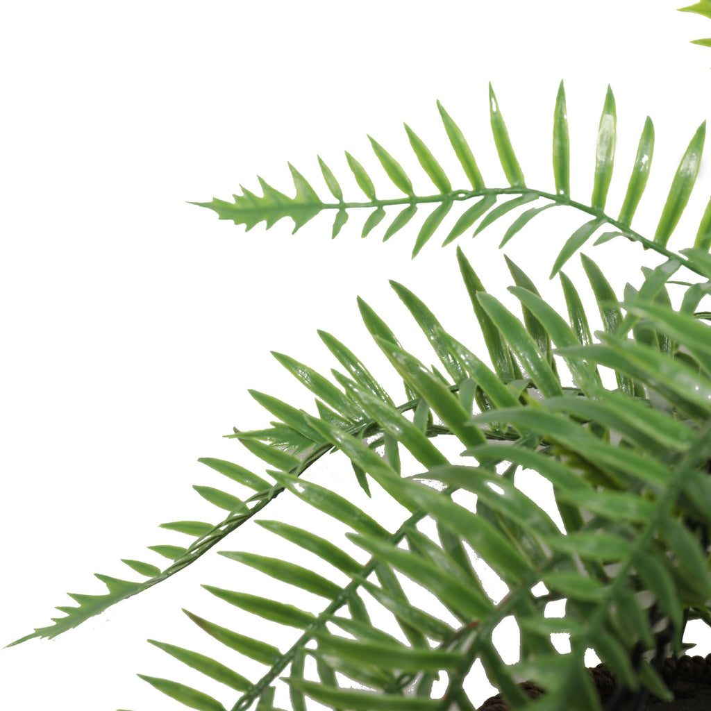 Close-up of a green fern plant on a white background