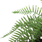 Close-up of a green fern plant on a white background