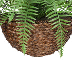 Woven basket with green fern leaves on a white background
