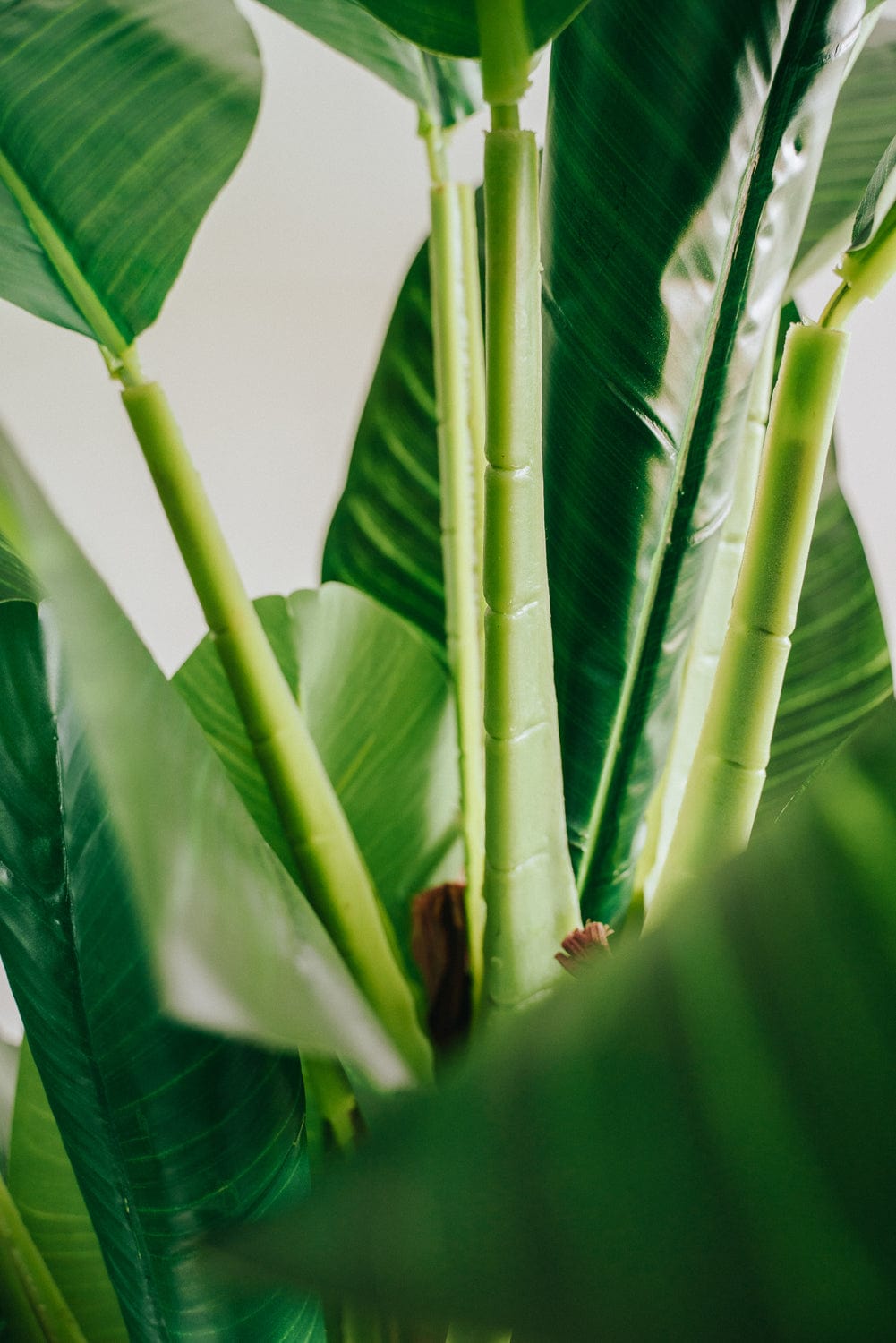 Close-up of green leaves with a blurred background