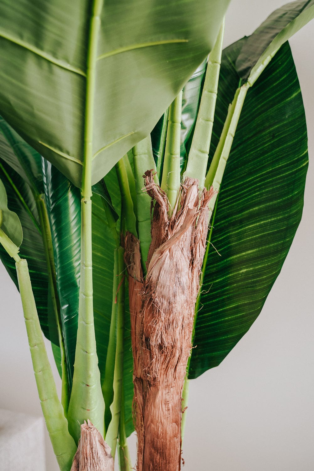 Large green leaves of a tropical plant against a plain background