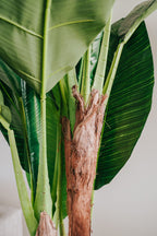 Large green leaves of a tropical plant against a plain background