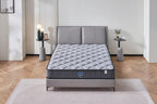 Aster Hybrid Euro Top Mattress - Premium Comfort