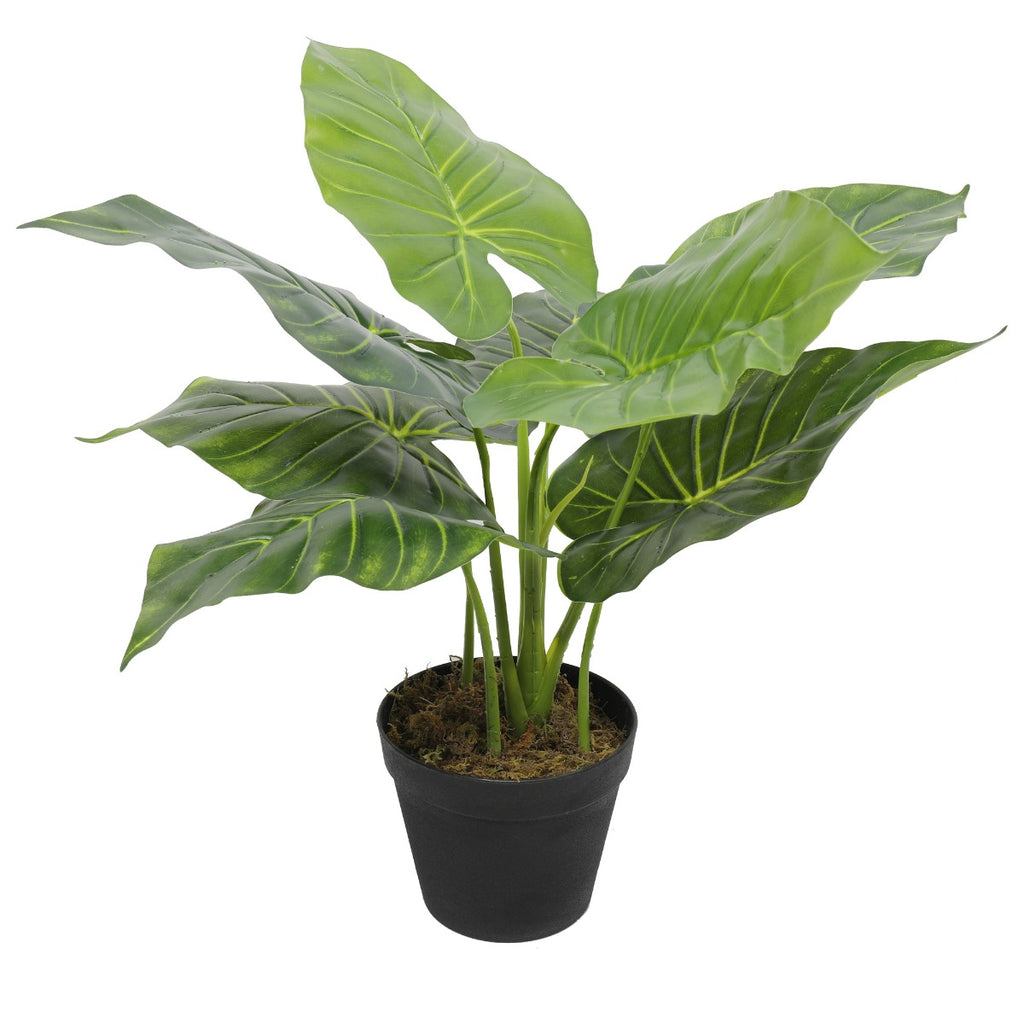 Potted plant with large green leaves on a white background
