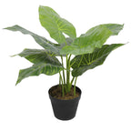 Potted plant with large green leaves on a white background