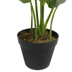 Potted plant with green leaves in a black pot on a white background